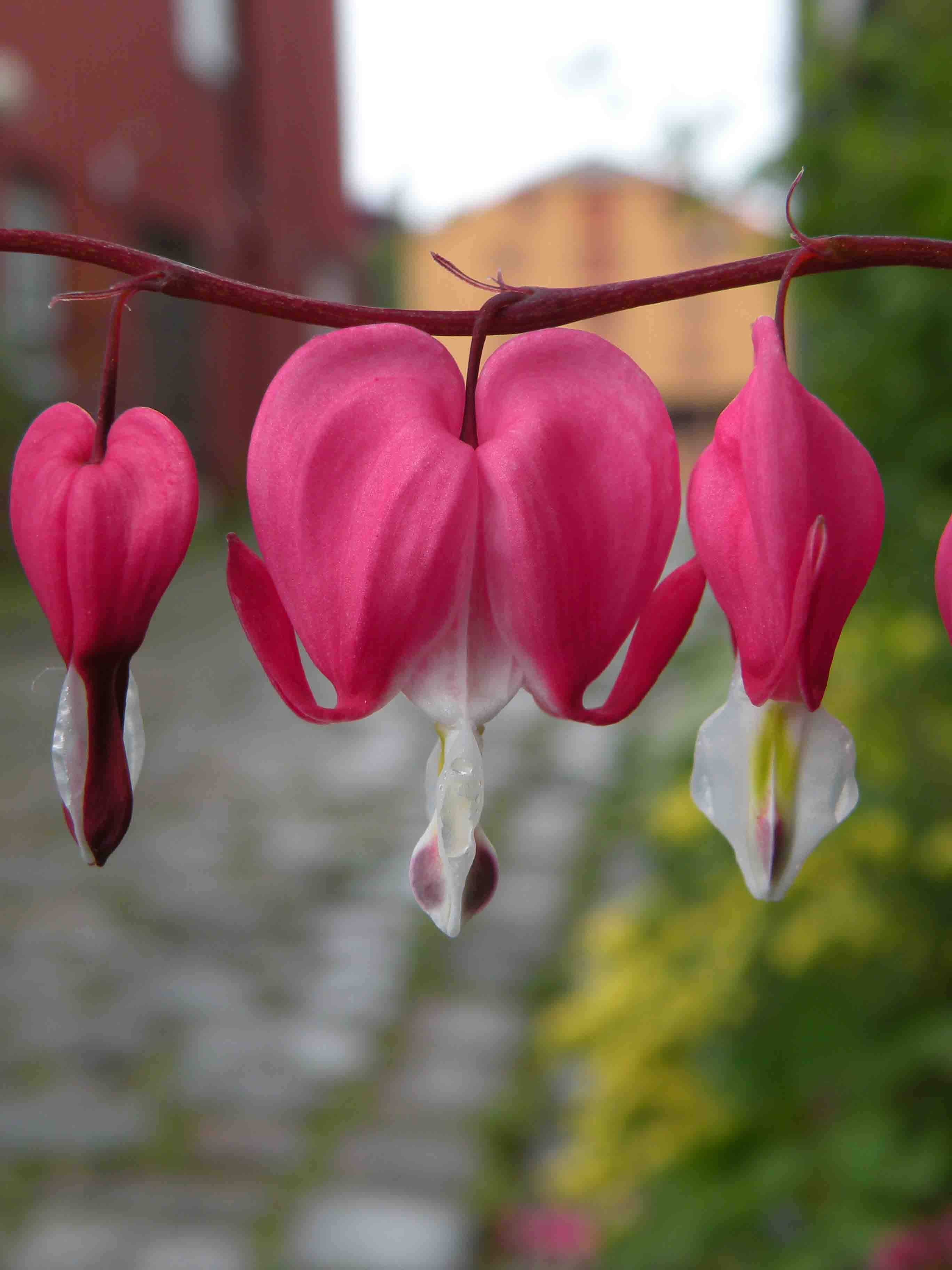 Fiore a Trondheim - Norvegia - Dicentra spectabilis